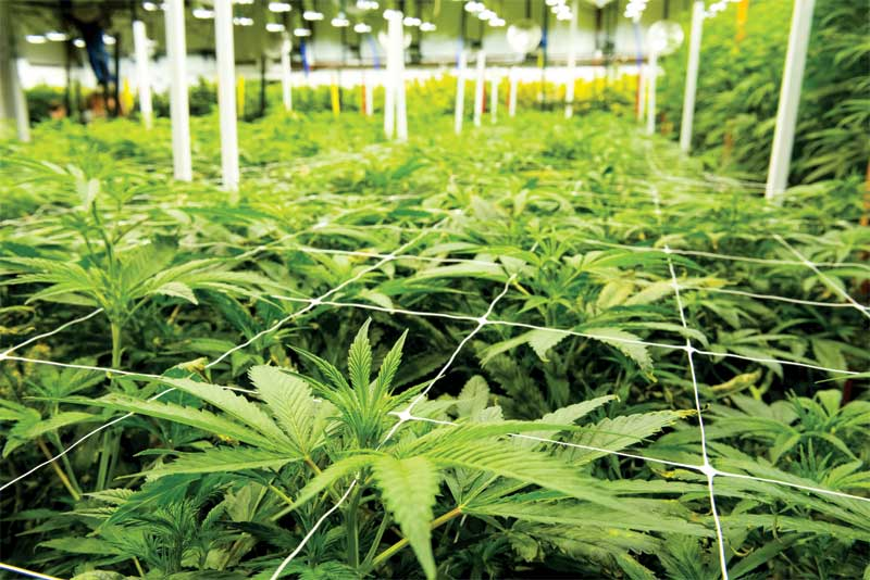 rows of marijuana plants growing in a greenhouse